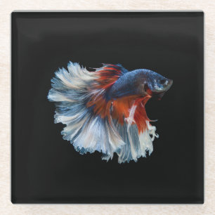 Beautiful Siamese Betta Fish Glasuntersetzer