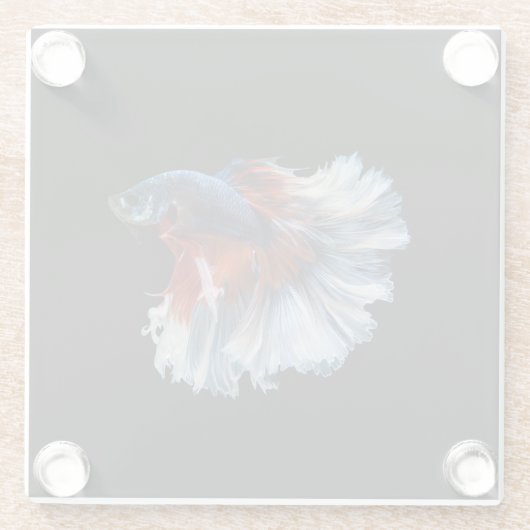 Beautiful Siamese Betta Fish Glasuntersetzer (Rückseite)