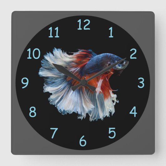 Beautiful Siamese Betta Fish Quadratische Wanduhr (Vorderseite)