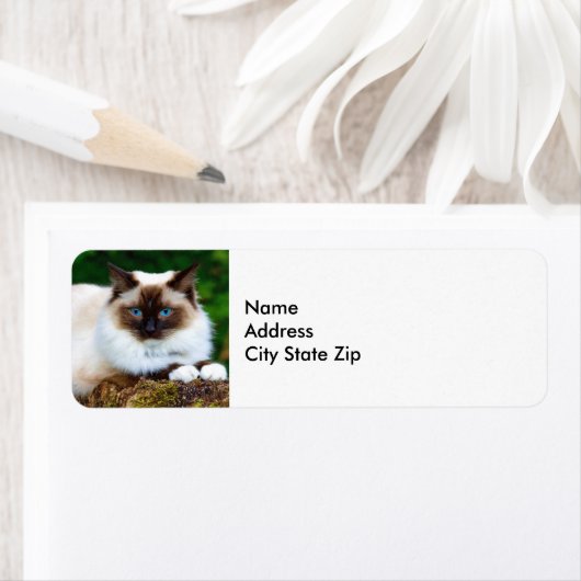 Beautiful Siamese Cat Foto Label (Insitu)