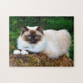 Beautiful Siamese Cat Photo Puzzle