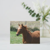 Beautiful Sorrel Gelding in Summer Pasture Postkarte (Stehend Vorderseite)