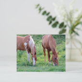 Beautiful Sorrel Gelding Paint Mare Postkarte (Stehend Vorderseite)