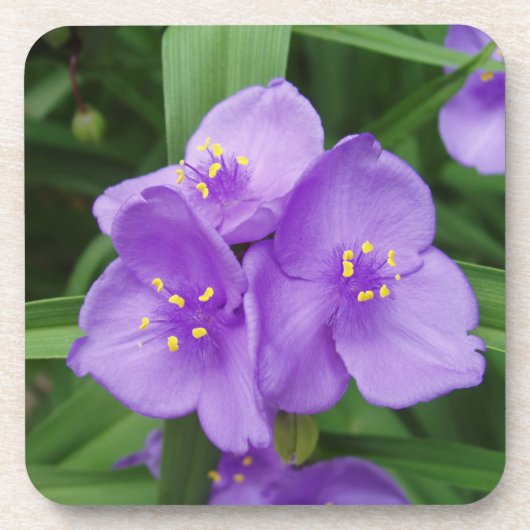 Beautiful Spider Wart Bloom Untersetzer Set (Vorderseite)