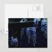 Beautiful Strange Blue Lavender Wisteria Postkarte (Vorne/Hinten)