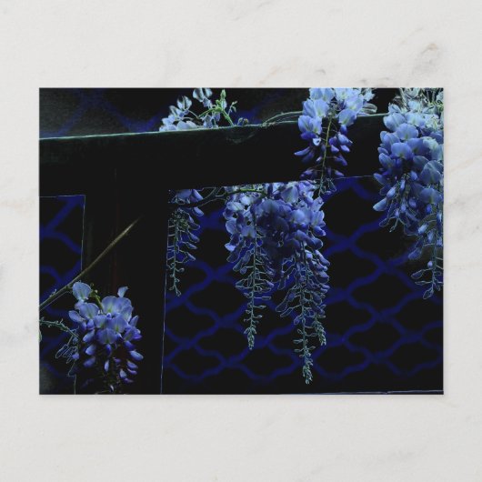Beautiful Strange Blue Lavender Wisteria Postkarte (Vorderseite)