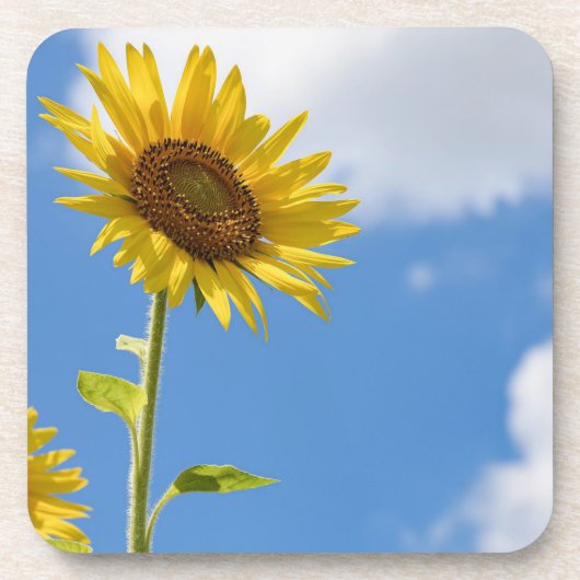 Beautiful Sun Flowers With Cloudy Blue Getränkeuntersetzer (Vorderseite)