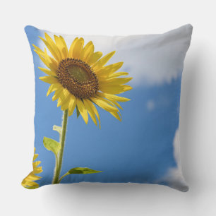 Beautiful Sun Flowers With Cloudy Blue Kissen