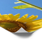 Beautiful Sun Flowers With Cloudy Blue Poster (Ecke)