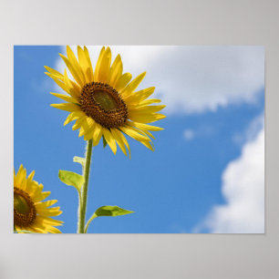 Beautiful Sun Flowers With Cloudy Blue Poster