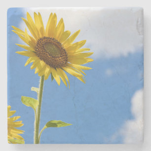 beautiful sun flowers with cloudy blue sky steinuntersetzer