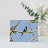 Beautiful Sunbird Postkarte (Stehend Vorderseite)
