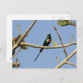 Beautiful Sunbird Postkarte (Vorne/Hinten)