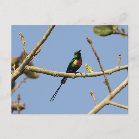 Beautiful Sunbird Postkarte (Vorderseite)