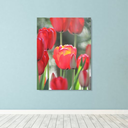 Beautiful Sunlit Red Tulip Canvas Print Leinwanddruck (Insitu (Holzboden))