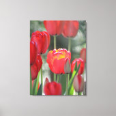 Beautiful Sunlit Red Tulip Canvas Print Leinwanddruck (Vorderseite)