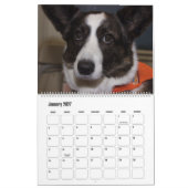 BEAUTIFUL SUPERSTAR CANINE DOGS KALENDER (Jan 2027)
