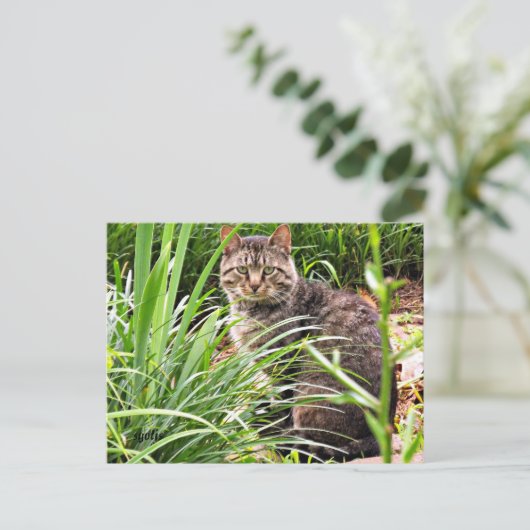 Beautiful Tabby Cat Foto Postcard Postkarte (Stehend Vorderseite)