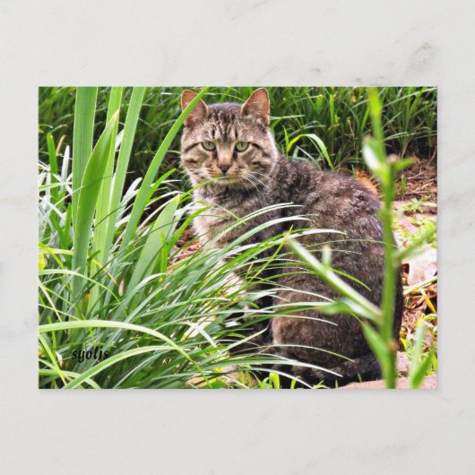 Beautiful Tabby Cat Foto Postcard Postkarte (Vorderseite)