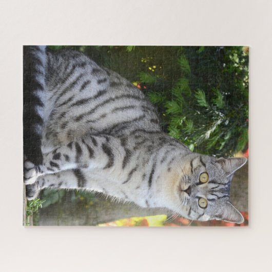 Beautiful Tabby Cat Puzzle (Horizontal)