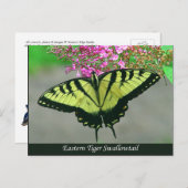 Beautiful Tiger Frack Butterfly Postcard 5 Postkarte (Vorne/Hinten)