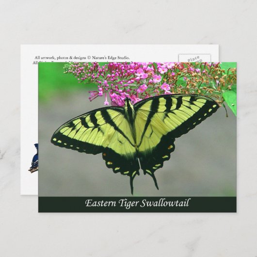 Beautiful Tiger Frack Butterfly Postcard 5 Postkarte (Vorne/Hinten)
