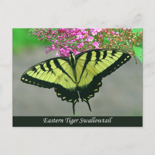 Beautiful Tiger Frack Butterfly Postcard 5 Postkarte