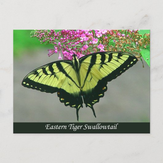 Beautiful Tiger Frack Butterfly Postcard 5 Postkarte (Vorderseite)