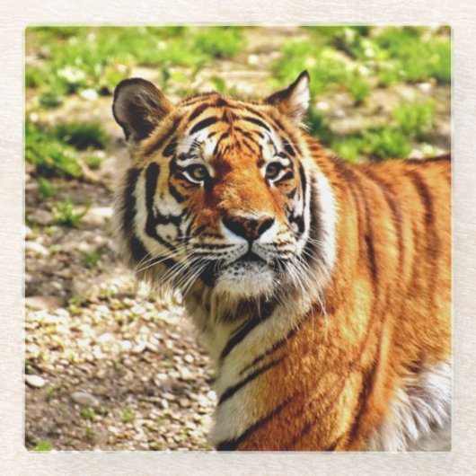Beautiful Tiger Glasuntersetzer (Vorderseite)