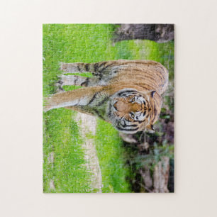 Beautiful Tiger Puzzle