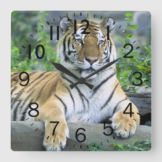 Beautiful Tiger Quadratische Wanduhr (Vorderseite)