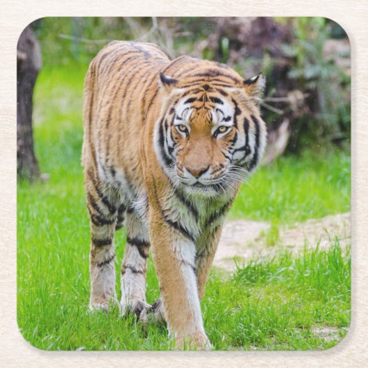 Beautiful Tiger Rechteckiger Pappuntersetzer (Vorderseite)