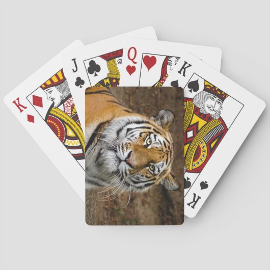 Beautiful Tiger Spielkarten (Rückseite)