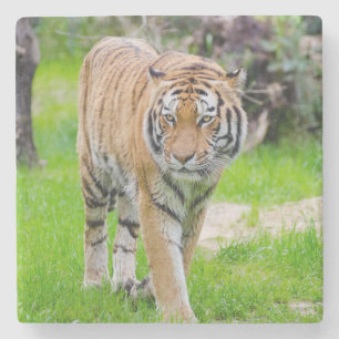 Beautiful Tiger Steinuntersetzer