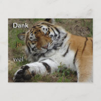 Beautiful Tiger Vielen Dank Postcard
