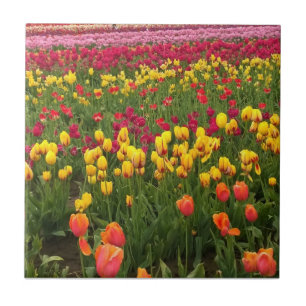 Beautiful Tulip Field Oregon Fliese