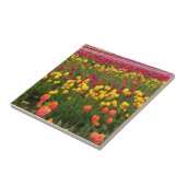 Beautiful Tulip Field Oregon Fliese (Seite)