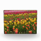 Beautiful Tulip Field Oregon Fotoblock (Vorderseite)