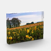 Beautiful Tulip Field Oregon Fotoblock (Links)