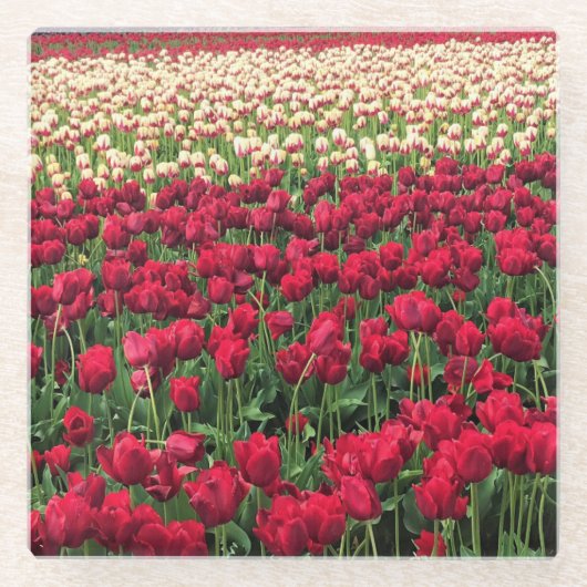 Beautiful Tulip Field Oregon Glasuntersetzer (Vorderseite)