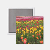 Beautiful Tulip Field Oregon Magnet (Vorderseite/Rückseite)