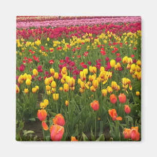 Beautiful Tulip Field Oregon Magnet