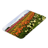 Beautiful Tulip Field Oregon Magnet (Linke Seite)