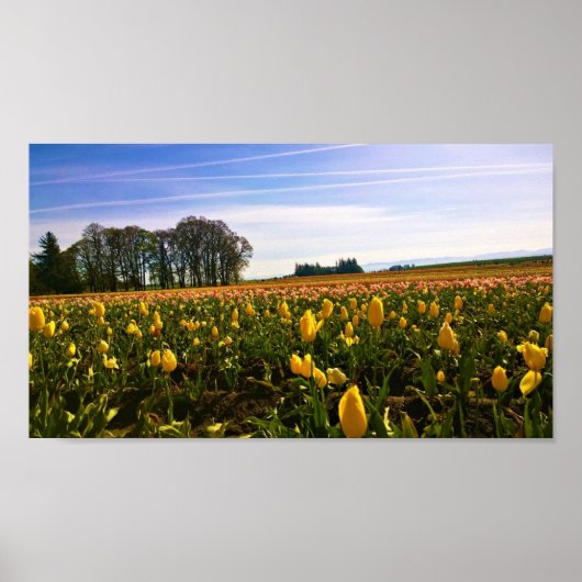 Beautiful Tulip Field Oregon Poster (Vorne)