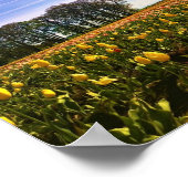 Beautiful Tulip Field Oregon Poster (Ecke)