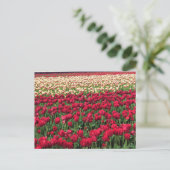 Beautiful Tulip Field Oregon Postkarte (Stehend Vorderseite)