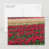 Beautiful Tulip Field Oregon Postkarte (Vorne/Hinten)