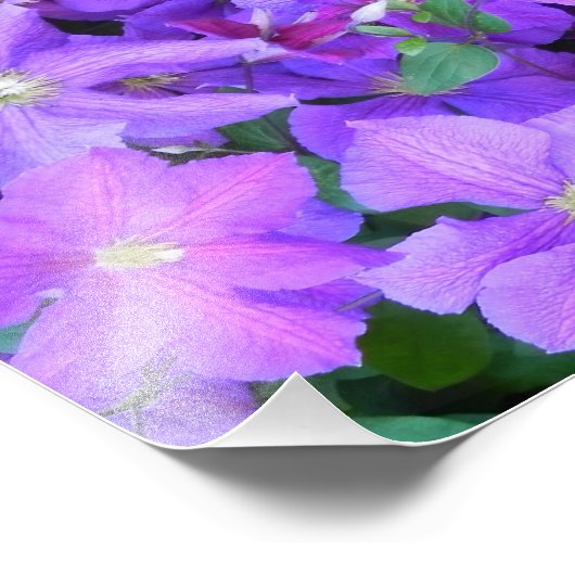Beautiful Violet Clematis Fotodruck (Ecke)