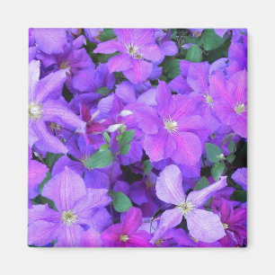 Beautiful Violet Clematis Magnet