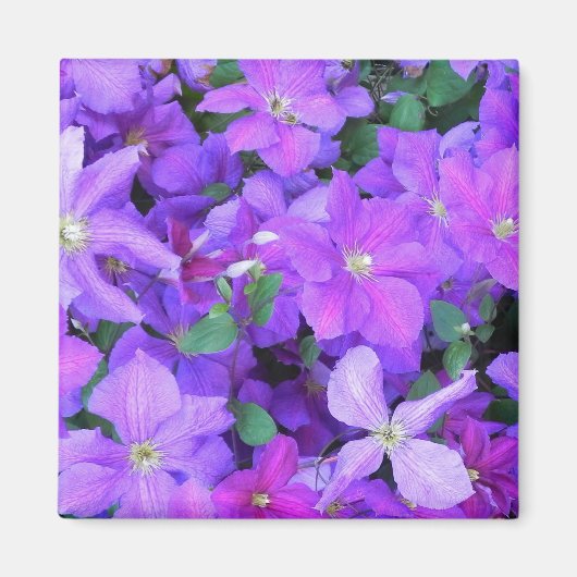 Beautiful Violet Clematis Magnet (Vorne)